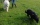 Image of two dogs being walked in the countryside